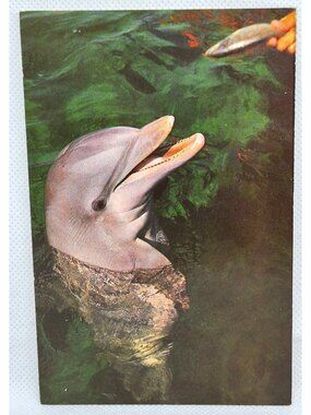Vintage Miami Seaquarium Dolphin Postcard By Koppel Color Cards Hawthorne NJ 196